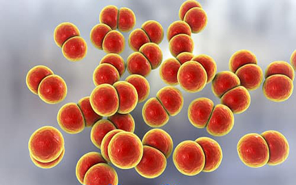 Vi khuẩn Neisseria-Gonorrhoeae