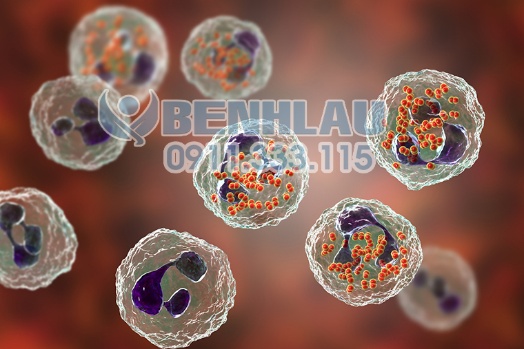 Song cầu khuẩn Neisseria gonorrhoeae bên trong thực bào